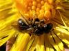 Lasioglossum sp.